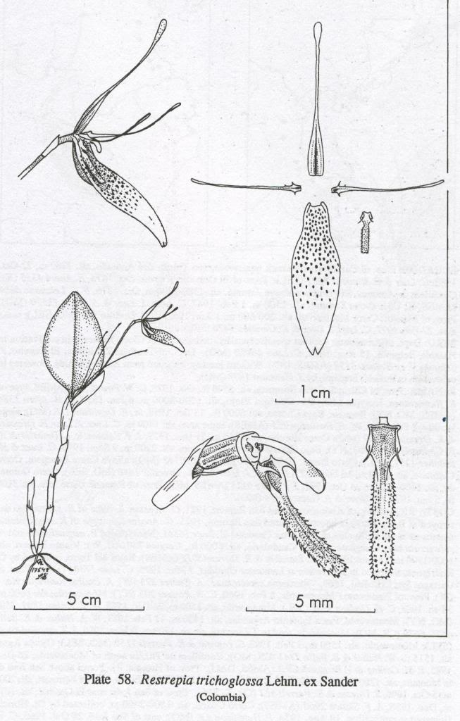 Restrepia trichoglossa 108_zps13e48ec6