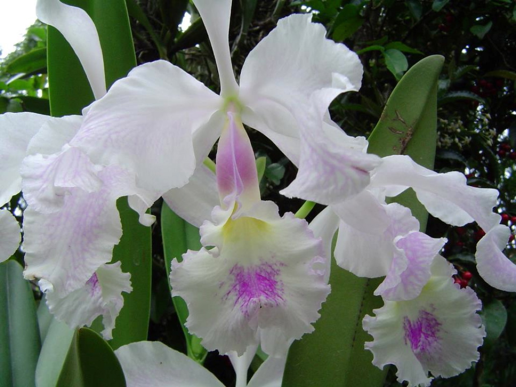 Cattleya warscewiczii f. semi-alba 487340_246681938764584_1060929626_n_1024_zps8ef96e12