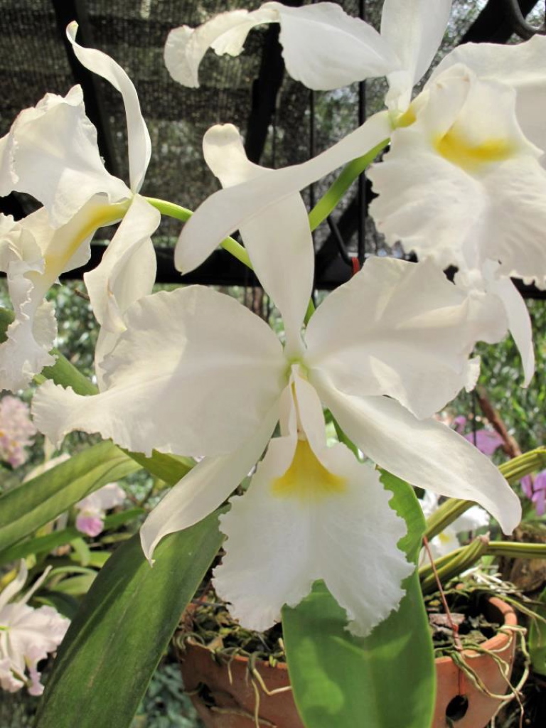 Cattleya warscewiczii f. albescens 545031_246685925430852_1710706868_n_1024_zps4bc26ab6