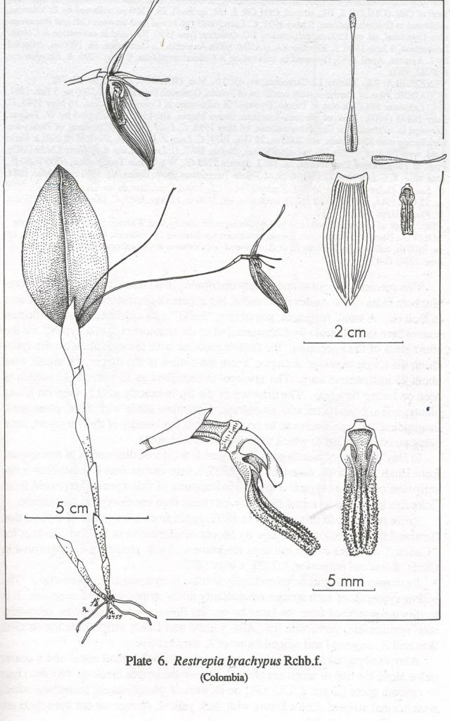 Restrepia trichoglossa 94_zpse6c265b4