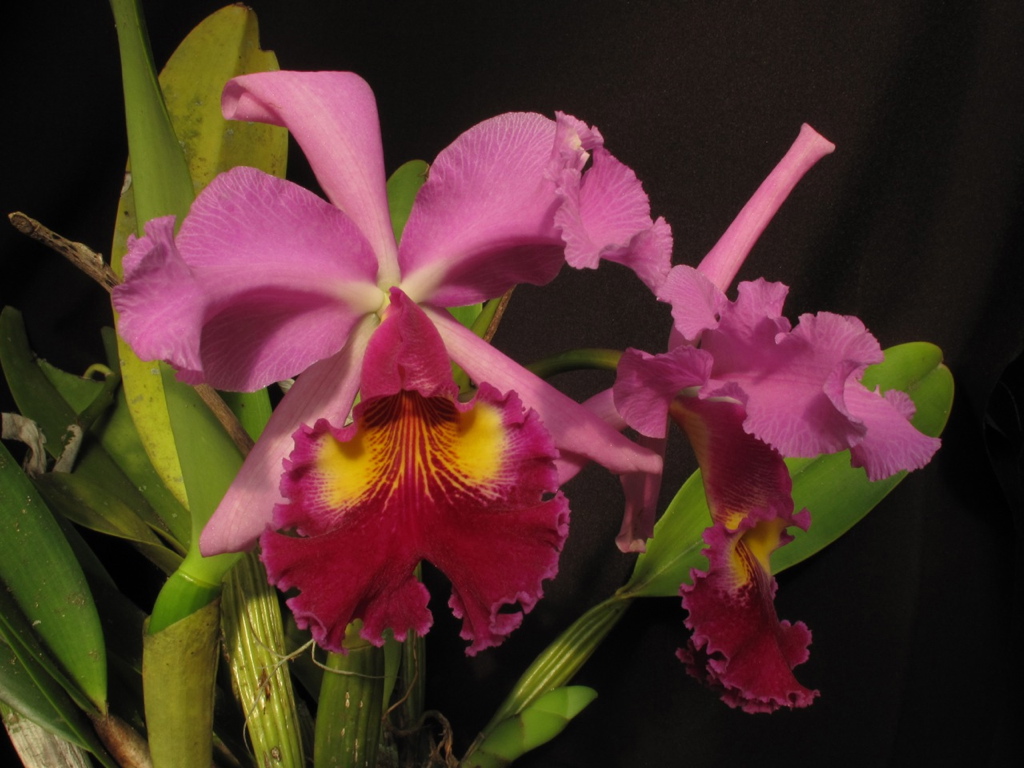 Cattleya Hardyana CattleyaHardyanaDabeibaLZ10OKF2824_1024_zps0edf1dda