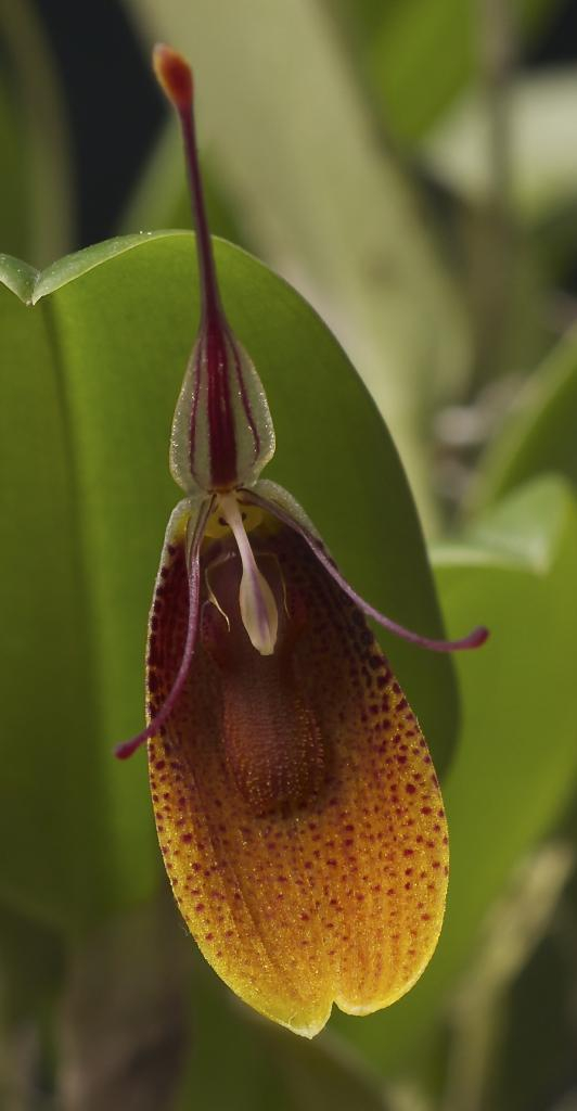 Restrepia cuprea "punteada" _DSC0190_zpseacfb274