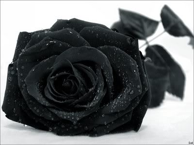 Zavirimo u svet rua.. :) Blackrose