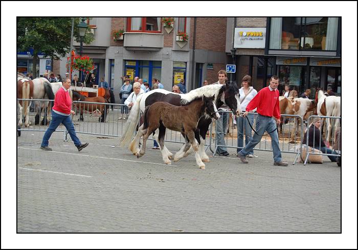 Concour à Torhout: je suis superfière!!! Dsc_0017-border