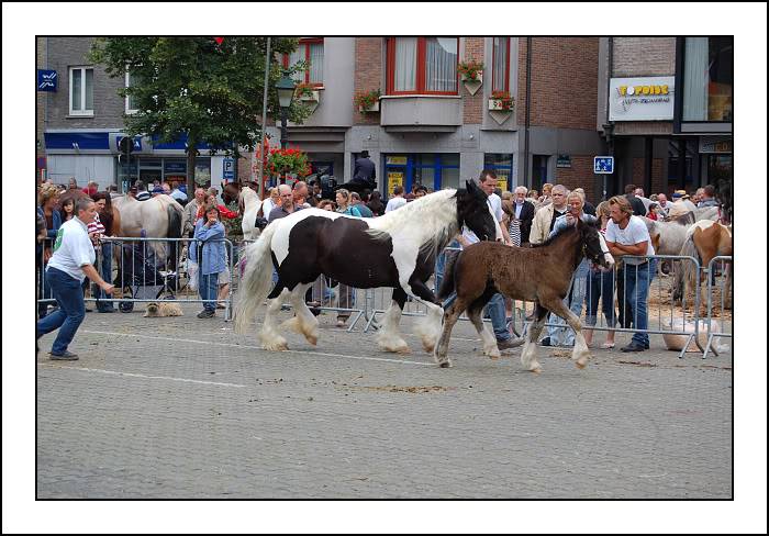 Concour à Torhout: je suis superfière!!! Dsc_0047-border