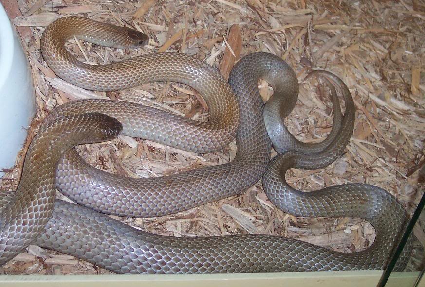 Kingbrown snakes? anyone has experience.. KingBrowns006