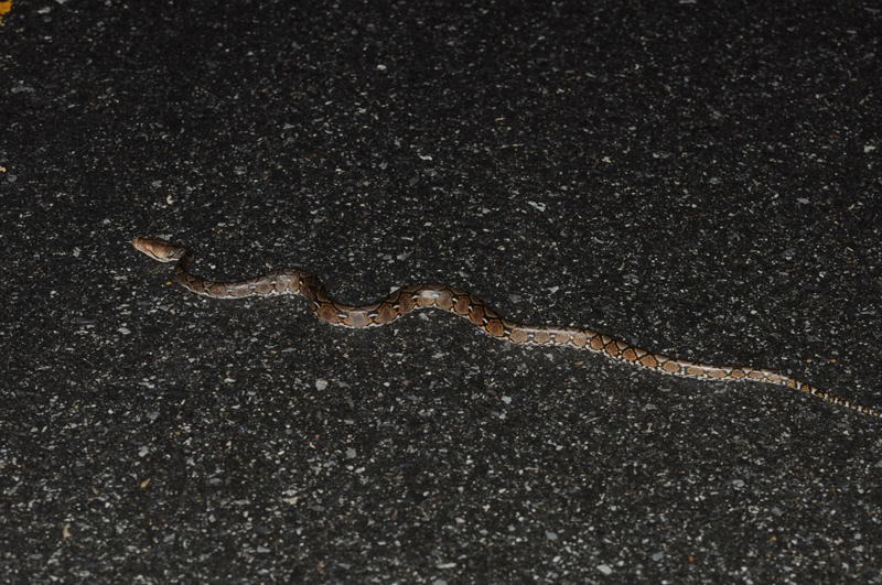 Road Cruising in Thailand ReticulatedPythonPythonReticulatus1