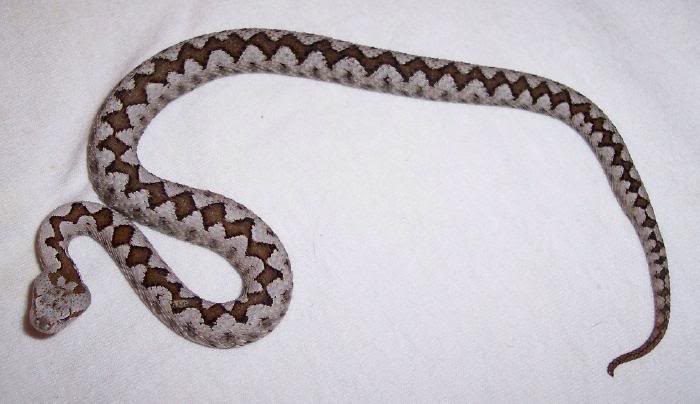 Vipera ammodytes (Picture) ViperaMale01