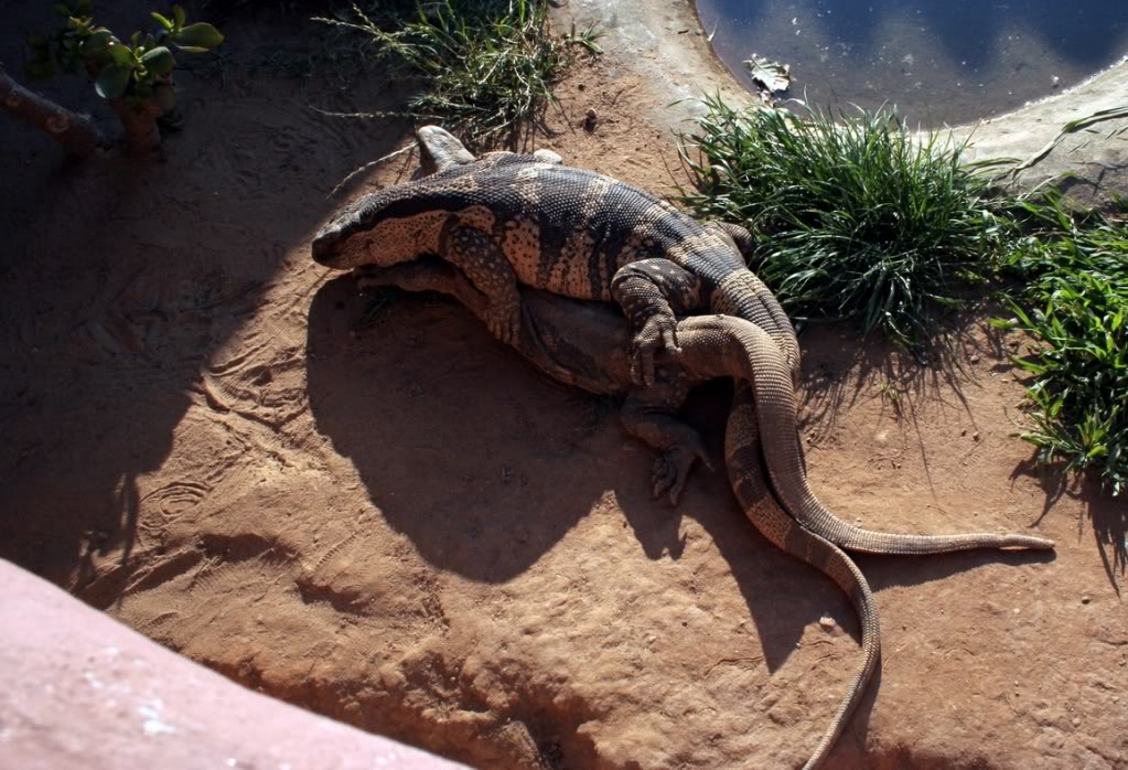 Varanus albigularis albigularis mating Rocky-1