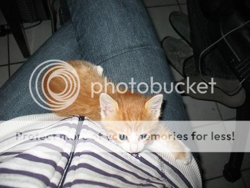 Donne petite chatte IMG_2827