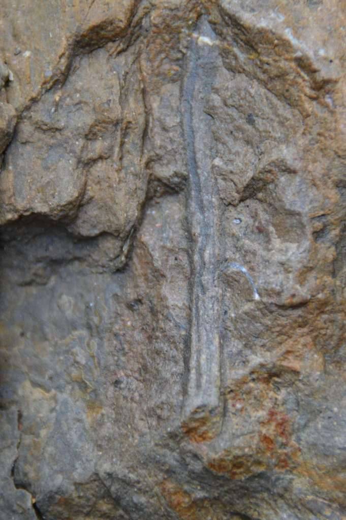 Identificacion de fosiles en zona de arrecifes de rudistas DSC_1213