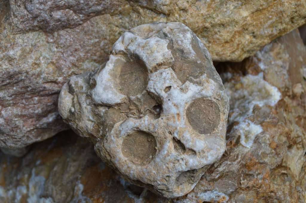Identificacion de fosiles en zona de arrecifes de rudistas DSC_1277