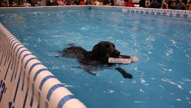 Everything Pet Expo, Cincinnati, OH (3/27 - 3/29) Misty