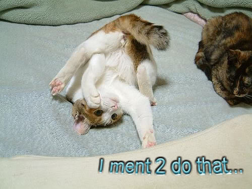 Funny Cat Pics! Ment2