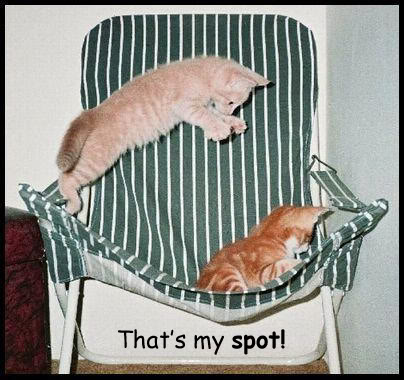Funny Cat Pics! Outamychair