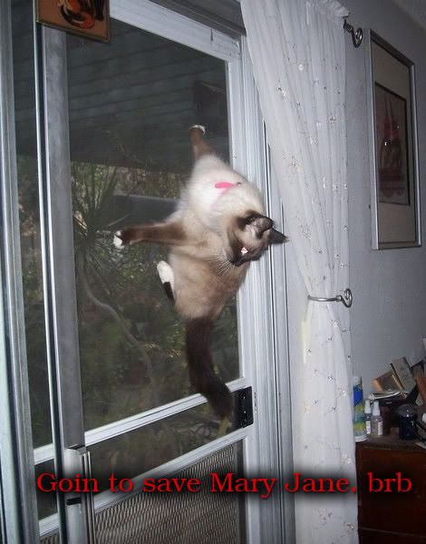 ..."Cats got something to tell you"... Spidercat