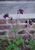 Semiaquilegia ecalcarata Th_8775f6e4