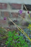 Semiaquilegia ecalcarata Th_9ff73c76