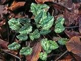 Les plantes belles en hiver. Par rebelle Th_Cyclamen-hederifolium-aba-3