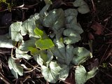 Les plantes belles en hiver. Par rebelle Th_Cyclamen-hederifolium-lba-8