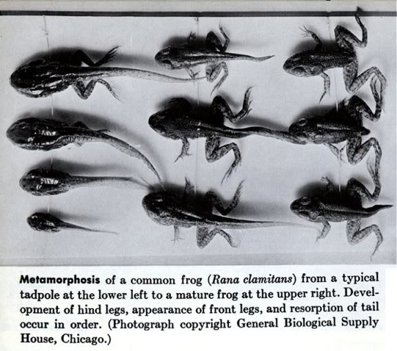 Evolución: ¿Mito o realidad? - Página 4 1Frog-Evolution