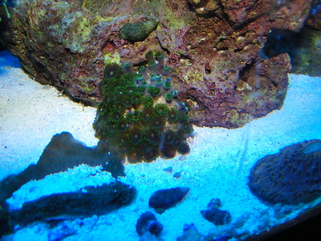 Zoanthid Grow Out Pictures 105_0058