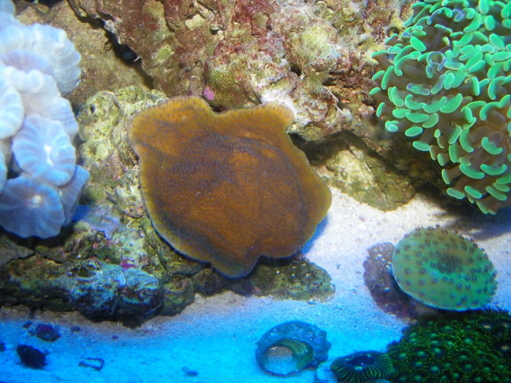 Montipora Grow Out contest pictures 105_0059