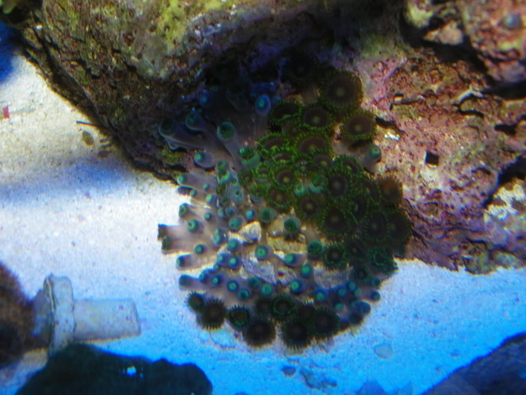 Zoanthid Grow Out Pictures 105_0078