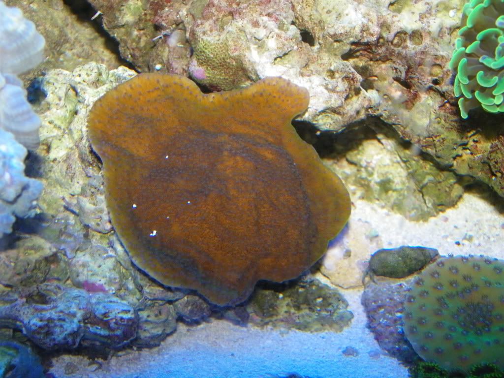 Montipora Grow Out contest pictures 105_0080