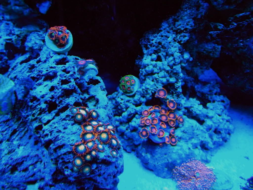 MxReEfEr's 55 Gallon Mixed Reef 105_0033