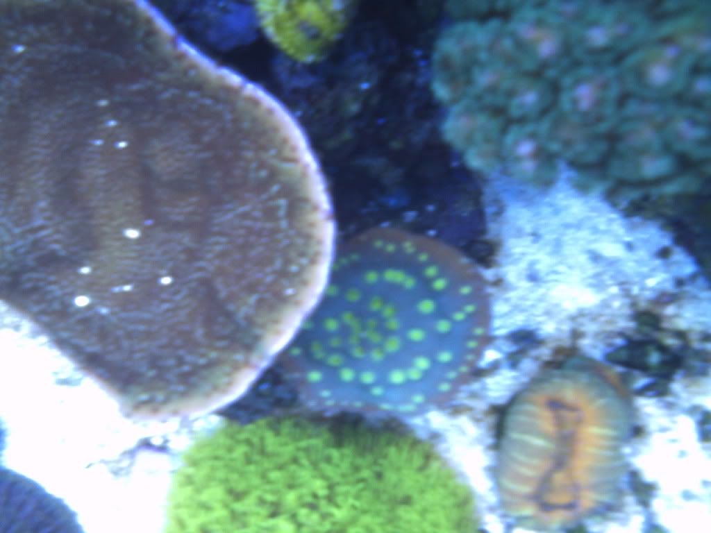 MxReEfEr's 55 Gallon Mixed Reef PICT0004