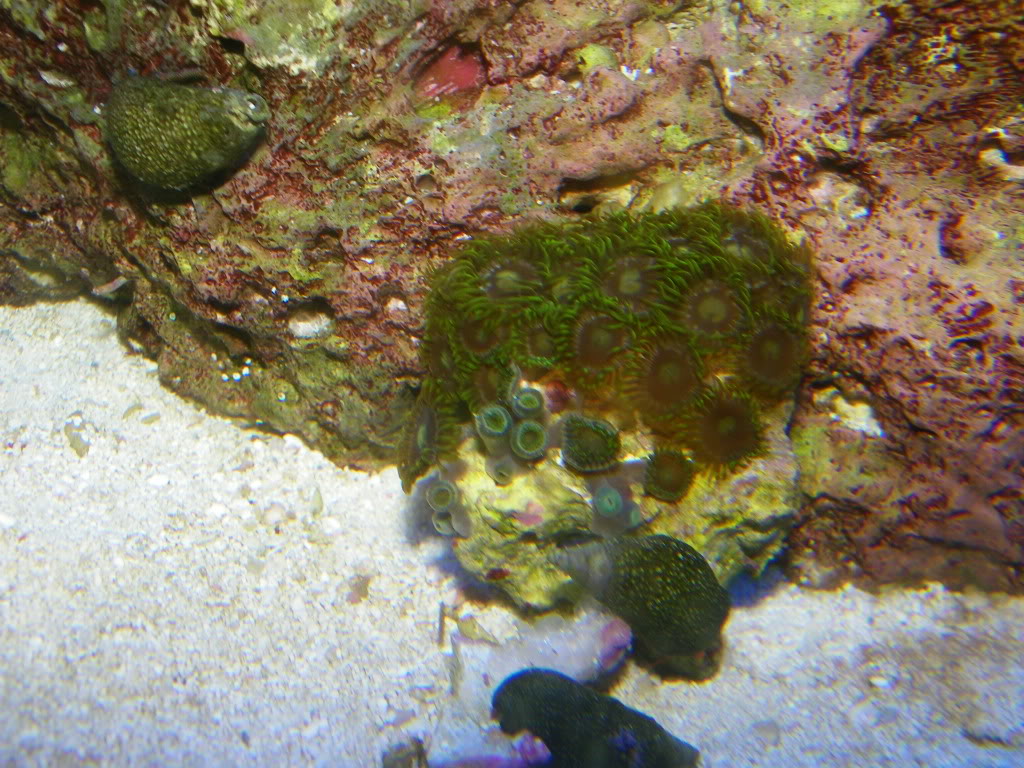 Zoanthid Grow Out Pictures 105_0051