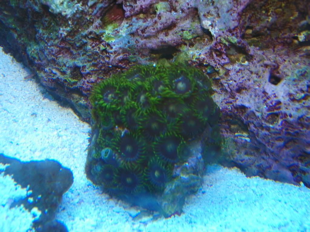 Zoanthid Grow Out Pictures 105_0061_zps58007a7c