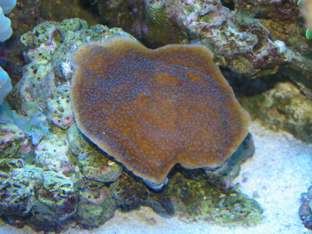 Montipora Grow Out contest pictures 105_0063_zps8f8e4c80