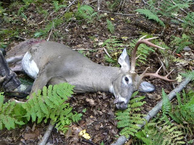 Ma chasse 2009 , 20 septembre Copiedechasse2009dimanche20septe-1