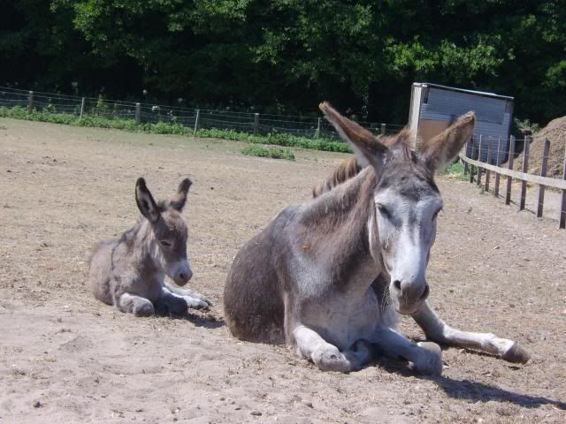 Justine donkey had her baby Dollylayingwithmum