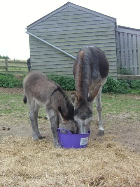 Justine donkey had her baby Dollysharingmumsdinner