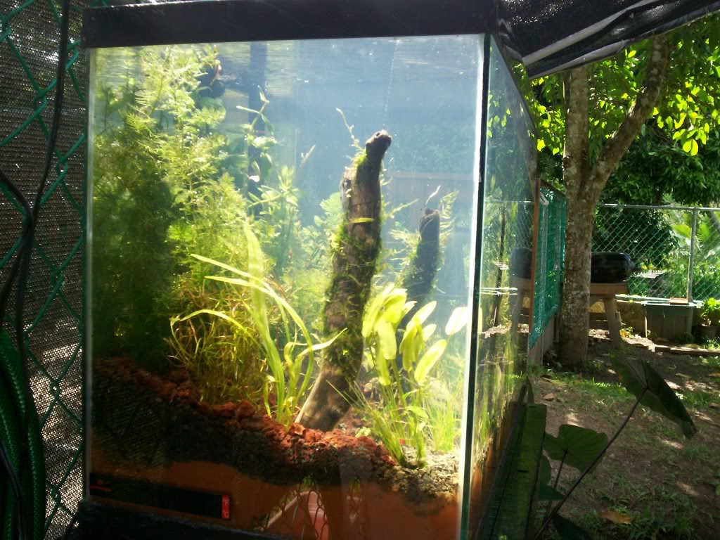 Montaje de un acuario plantado Acuariodisplay003