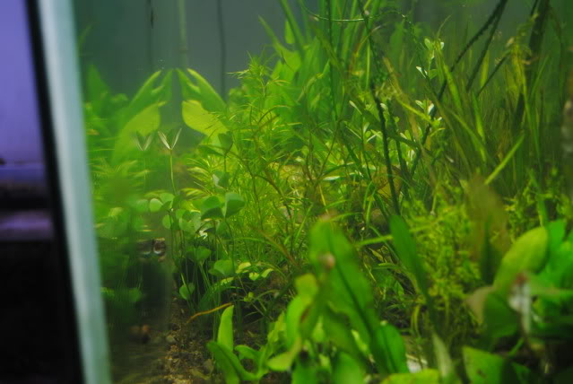 55G Natural-Tech Variable (Low Tech) Acuarioelnatural55G012