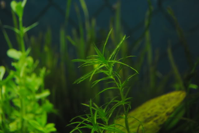 55G Natural-Tech Variable (Low Tech) Acuarioelnatural55G020