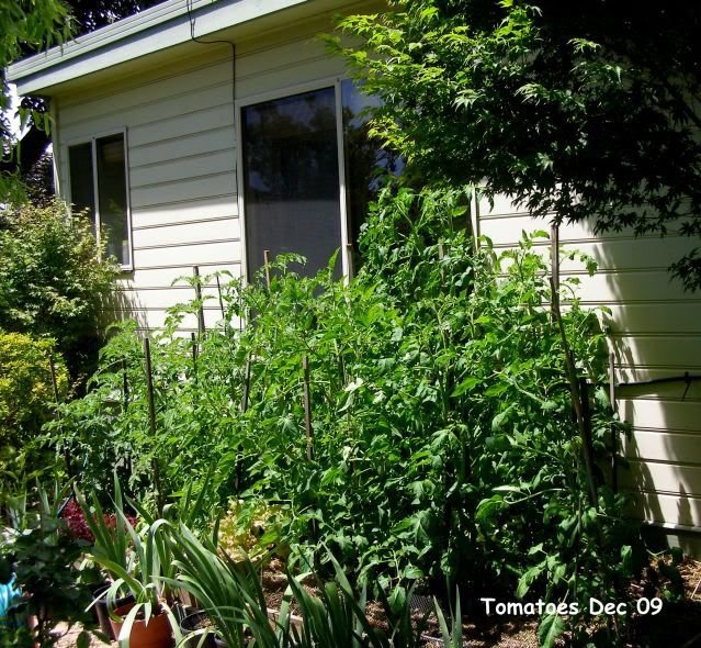 Tomato Shadehouse P1010002