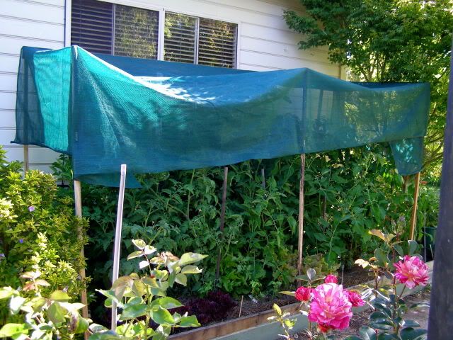 Tomato Shadehouse P1010042