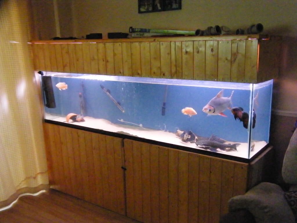 7ft fish tank for sale £400 ono DSCF4411