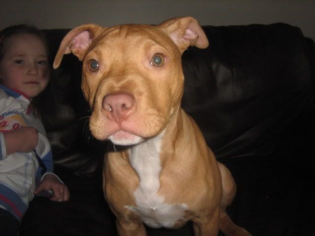 Charlie - gorgeous pitbull pup *rehomed* - Page 2 009-6