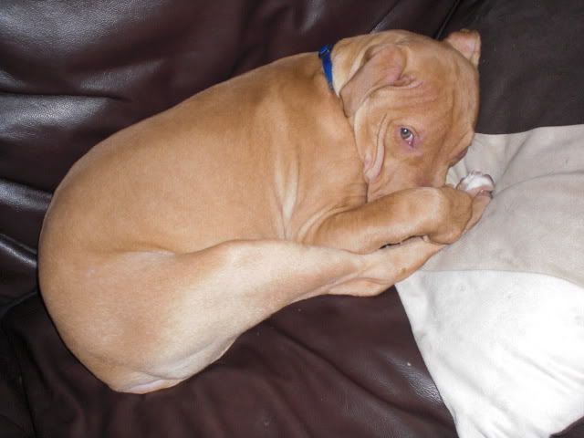 Charlie - gorgeous pitbull pup *rehomed* - Page 2 PICT0079