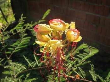 Caesalpinia - Page 3 08102010046-1