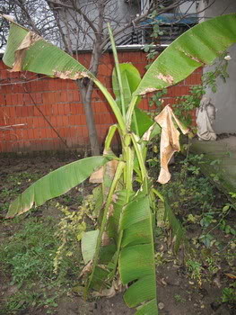 Zaštita dvorišne banane zimi 15-12-2009001-1