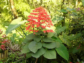 Clerodendrum - Page 2 Clerodendrum_splendens_11