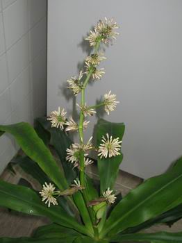 Dracena (Dracaena) - Page 6