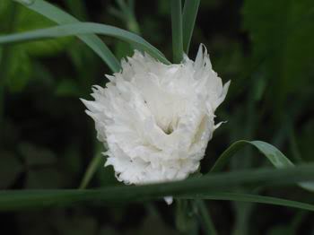 Dianthus caryophyllus - karanfil IMG_1341-1